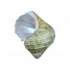 Concha Turbo marmoratus