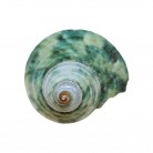Concha Turbo marmoratus