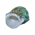 Concha Turbo marmoratus