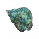 Concha Turbo marmoratus