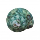 Concha Turbo marmoratus