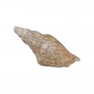 Concha Vexillum obelisum