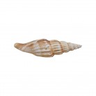 Concha Vexillum obelisum