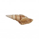 Concha Vexillum obelisum