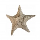 Estrela do Mar Bojuda Pq